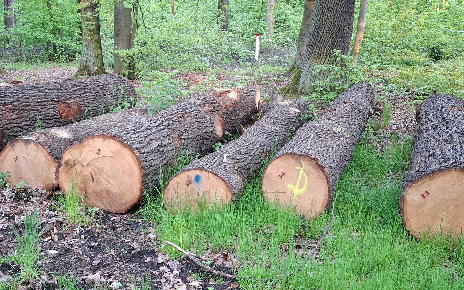 Sägewerk in der Tischlerei Detlef Geier